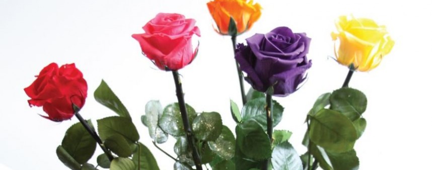 venta-de-rosas-preservadas-de-todos-los-colores-en-cali